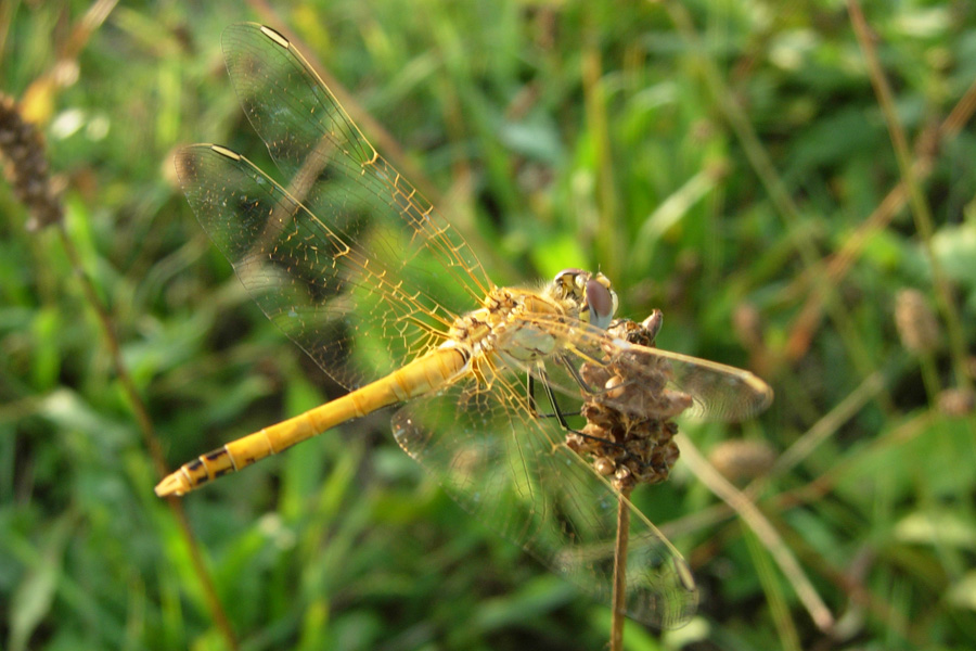 Troppo bella... Sympetrum pedemontanum